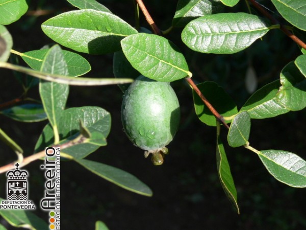 Feijoa (Feijoa sellowiana) - Fruto en el arbol_2.jpg